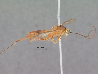 Exetastes_discretus_holotype