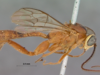 Extastes_discretus_holotype