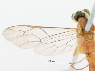 Exetastes_discretus_holotype