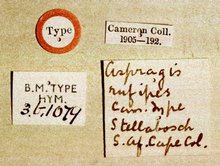 Himertosoma rufipes_data_labels