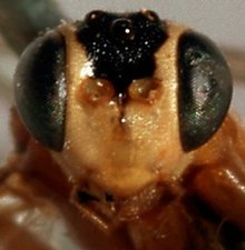 Himertosoma rufipes_HOLOTYPE