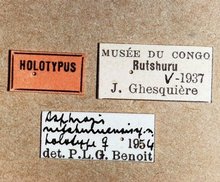 Himertosoma rutshuruense_labels