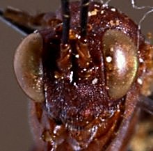 Himertosoma seyrigi_HOLOTYPE