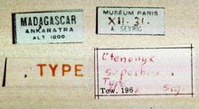 Himertosoma seyrigi_label