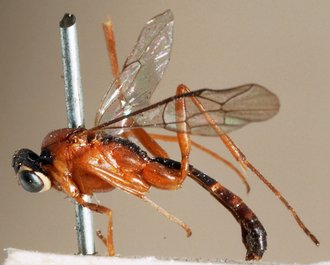 Himertosoma rufipes_HOLOTYPE