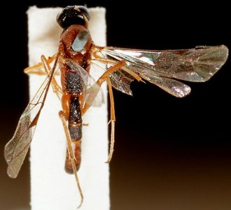 Himertosoma rufipes_HOLOTYPE
