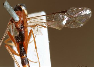 Himertosoma rufipes_HOLOTYPE