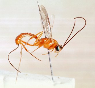 Himertosoma rutshuruense_HOLOTYPE