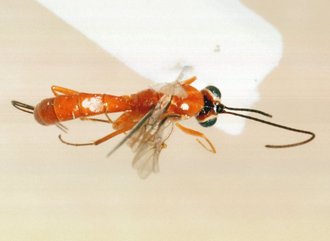 Himertosoma rutshuruense_HOLOTYPE
