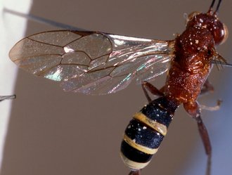 Himertosoma seyrigi_HOLOTYPE