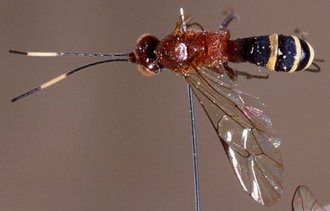 Himertosoma seyrigi_HOLOTYPE