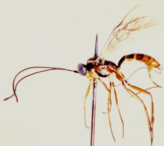 Himertosoma basilewskyi_HOLOTYPE