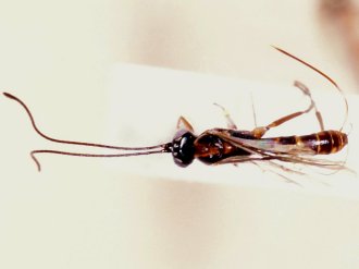Himertosoma basilewskyi_HOLOTYPE