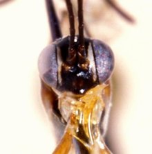 Himertosoma basilewskyi_HOLOTYPE