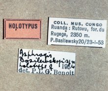 Himertosoma basilewskyi_labels