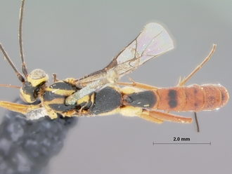 Himertosoma_densepunctatum_holotype