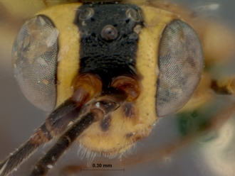 Himertosoma_densepunctatum_holotype