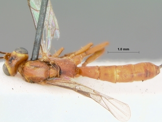 Himertosoma_recalcitrans_holotype