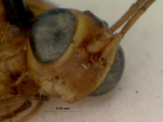Himertosoma_recalcitrans_holotype
