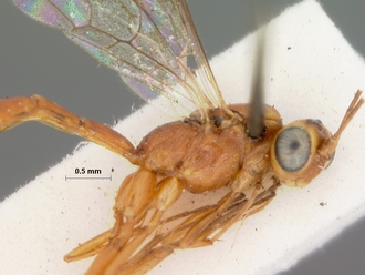 Himertosoma_recalcitrans_holotype