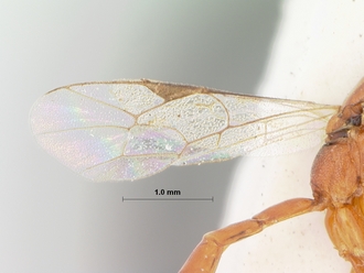 Himertosoma_recalcitrans_holotype
