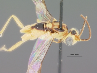 Himertosoma_stramineum_HOLOTYPE
