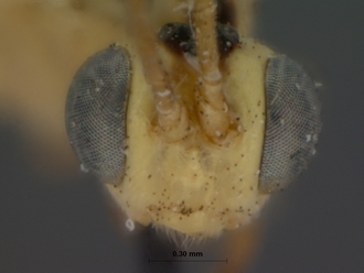 Himertosoma_stramineum_HOLOTYPE