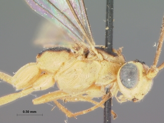 Himertosoma_stramineum_HOLOTYPE