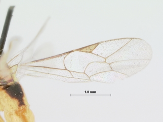 Himertosoma_stramineum_HOLOTYPE