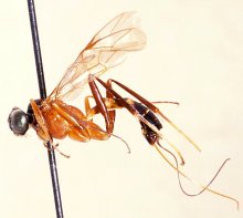 Lissonota_pectinata_HOLOTYPE