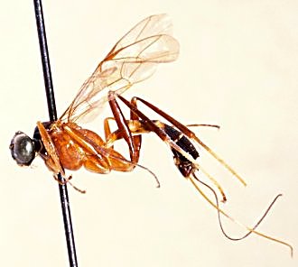 Lissonota_pectinata_HOLOTYPE