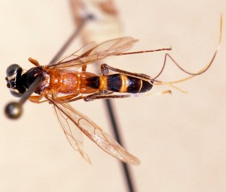 Lissonota_pectinata_HOLOTYPE