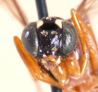 Lissonota_pectinata_HOLOTYPE