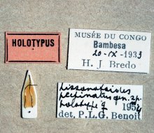 Lissonota_pectinata_labels