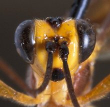 images/Sjostedtella_fumipennis_HOLOTYPE