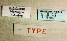 Sjostedtella_fumipennis_labels
