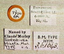 Sjostedtiella_plicata_labels