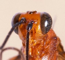 Sjostedtiella_rubrithorax_HOLOTYPE