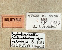 Sjostedtiella_rubrithorax_labels
