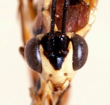 Sjostedtiella_versicolor_HOLOTYPE