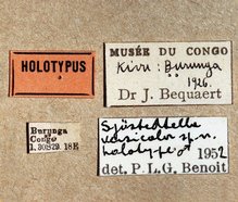 Sjostedtiella_versicolor_labels