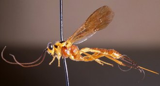 Sjostedtella_fumipennis_HOLOTYPE