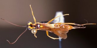 Sjostedtella_fumipennis_HOLOTYPE