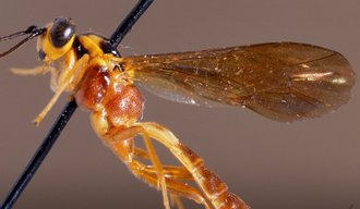 Sjostedtella_fumipennis_HOLOTYPE