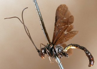Sjostedtiella_plicata_HOLOTYPE