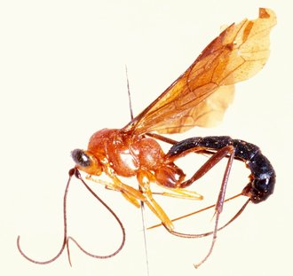 Sjostedtiella_rubrithorax_HOLOTYPE