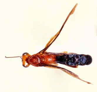 Sjostedtiella_rubrithorax_HOLOTYPE