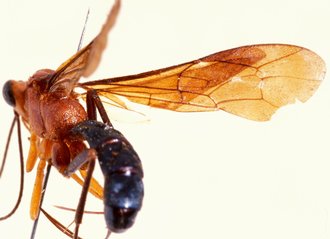 Sjostedtiella_rubrithorax_HOLOTYPE