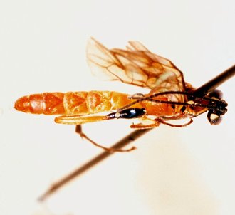 Sjostedtiella_versicolor_HOLOTYPE