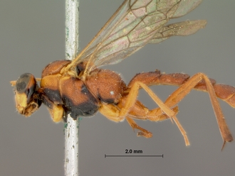 Sjostedtiella_nigripectus_holotype